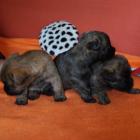 4 weeks old.jpg